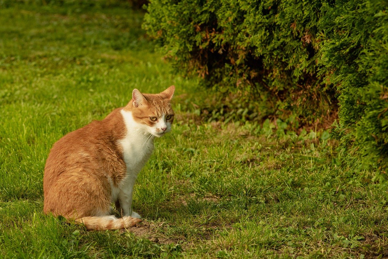 How Green Space Equity Can Benefit Urban Areas